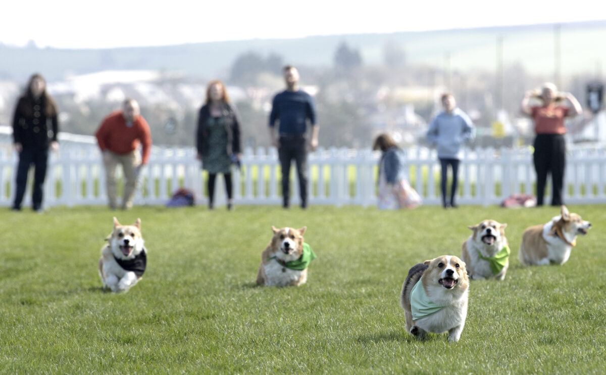 Corgi Derby 2023