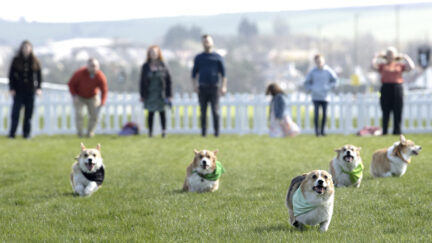 Corgi Derby 2023